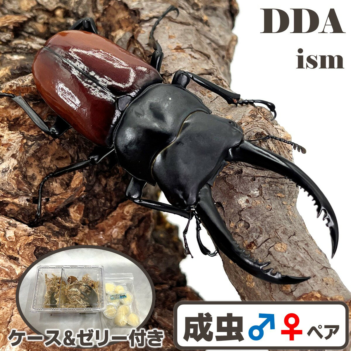 最大亜種【DDA】アローコクワ (リエン) 成虫 ♂45～70mmUP ペア プレゼント付き dda クワガタ 生体