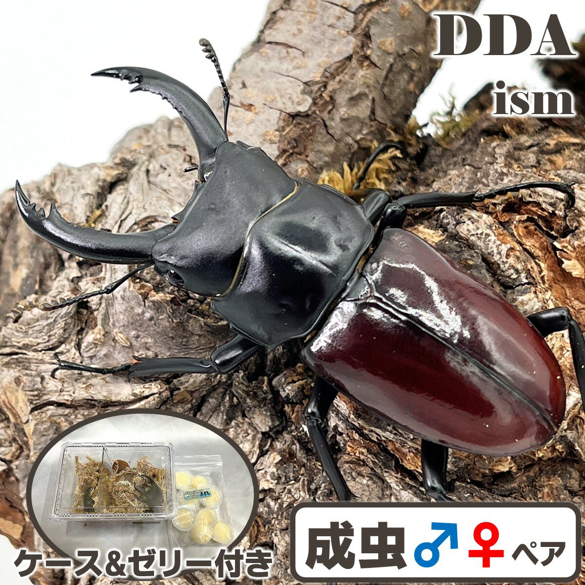 【DDA】アローコクワ 原名亜種 成虫 ♂45～65mmUP ペア プレゼント付き dda クワガタ 生体