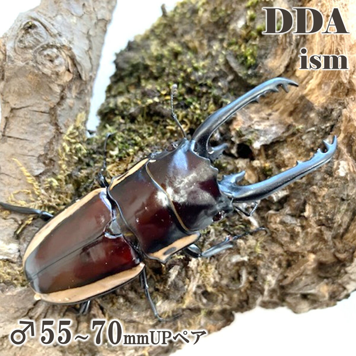 【DDA】ビソン・ノコギリ 成虫 ♂55～70mmUP ペア プレゼント付き dda クワガタ 生体 ノコギリクワガタ