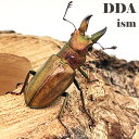 【DDA】チュウホソアカ 成虫 ♂Sサイズ ペア プレゼント付き dda クワガタ 生体