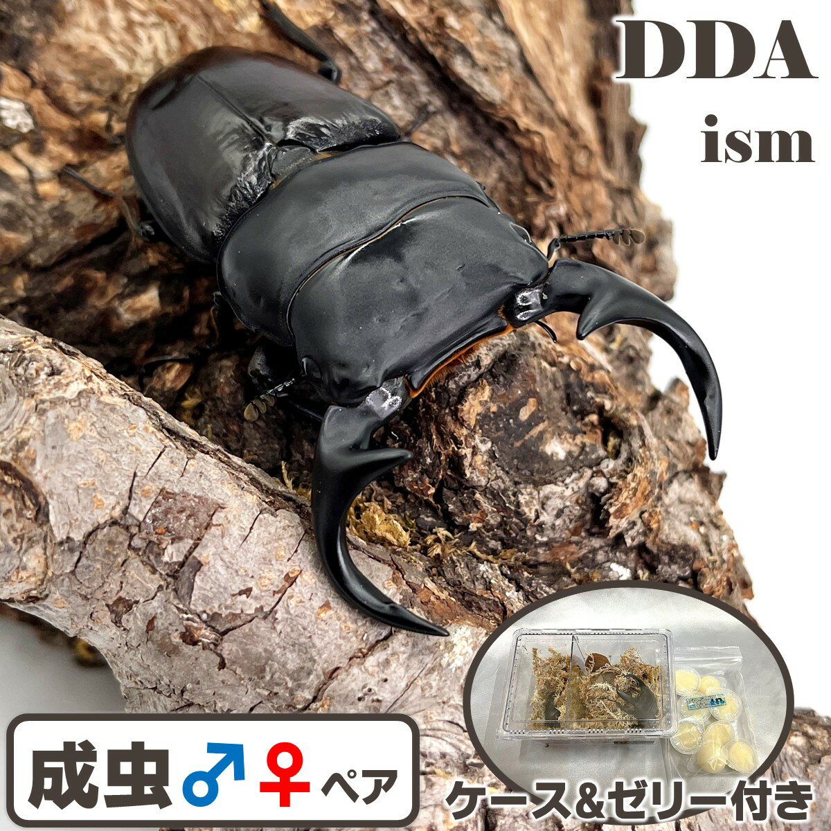 【DDA】ババクルビデンス (ベトナムクルビデンスssp.) 成虫 ♂60～特大75mmUP ペア プレゼント付き dda ..