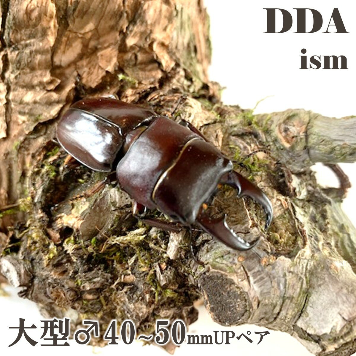 小豆色の可愛いヒラタクワガタ【DDA】ダイトウヒラタ 成虫 大型♂40〜55mmUP ペア プレゼント付き dda ..