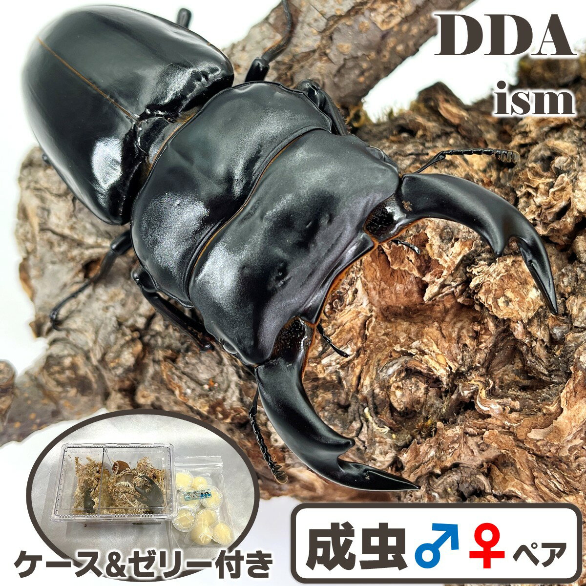 【DDA】インドアンタエウス(ガントク産) 成虫 ♂65～特大87mmUP ペア プレゼント付き dda クワガタ 生体