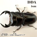 【DDA】マレーアンタエウス(キャメロンハイランド) 成虫 ♂60～大型75mmUP ペア プレゼント付き dda クワガタ 生体 オオクワガタ