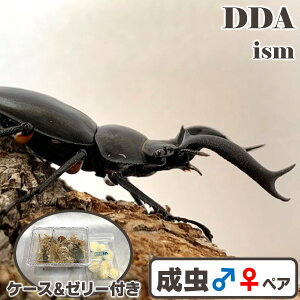 シカクワガタ最大種【DDA】ディディエールシカクワガタ 成虫 ♂50〜70mmUP ペア プレゼント付き dda クワガタ 生体