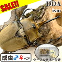 \30%OFF!最大8,500円割引/【DDA】エレファスゾウカブト 成虫 ペア ♂100〜125mmUP プレゼント付き dda ゾウカブト カブトムシ 生体