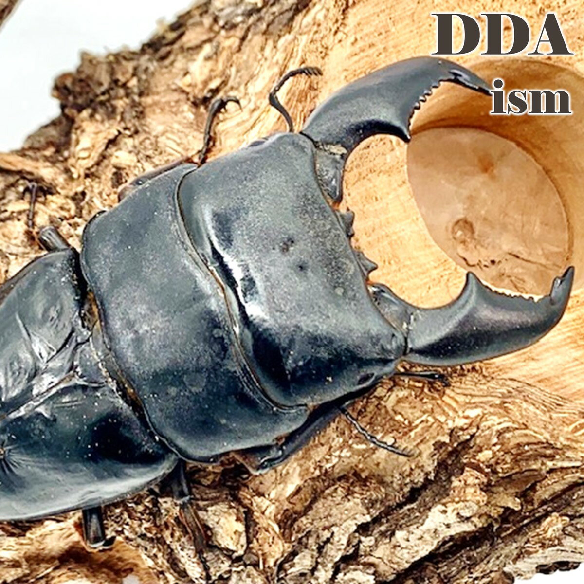 【DDA】everGXライン 特大・極太♂104.1-36.1-39.3mm A- ♀54.6mm(kuniΦライン) スマトラオオヒラタ dda プレミアム生体のサムネイル