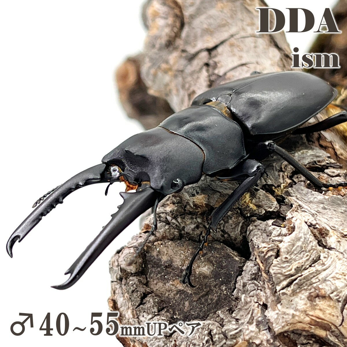 産地ルソン島 ネバービスカイヤ州カシブ CB種類（昆虫）ゲルツルードノコギリ ♂♀成虫ペア ♀サイズフリー注意画像は同等のイメージとなります。飼育品 珍品！ ゲルツルードノコギリ 成虫 ペアゲルツルードノコギリ Prosopocoilus gertrudae ルソン島 ネバービスカイヤ州カシブ CB 成虫ペア ♀サイズフリー 頭部の突起(ツノ)と、まっすぐ伸びた大顎に小歯序列が魅力的！ 幼虫飼育は通常のノコギリ同様、食性が強くモンスターマット相性抜群です！ 未使用個体 羽化日は発送時に記載してお届けいたします ※入荷時期・在庫状況により変動するため詳細はお問い合わせくださいクリアースライダー・パウダーinゼリー プレゼント!♂♀ペアをクリアースライダーにセットして発送します。 当店のパウダーinゼリーのサンプル(8個入)もお付けしますので是非お試しください！ 写真はイメージとなります。ご注文の際は以下のバナーから進み、ご確認くださいお届け地域により、ご指定可能な曜日・時間帯等が異なります。 必ずご確認の上、ご注文下さい。 関連商品はこちら【DDA】植物性タンパクゼリーEvo new18g...930円～21,200円【DDA】パウダー in ゼリーEvo new18gM ...860円～19,830円【DDA】newゼリーパウダー+プラス dda ...2,570円【DDA】匠の えさ皿 2穴/4穴 選べる3サ...430円～640円【DDA】ミタニ Xカット ゼリーカッター ...980円【DDA】モンスターマット(生オガ発酵) 1...2,600円～11,700円【DDA】モンスターマットpro 10L/50L 生...2,600円～11,700円