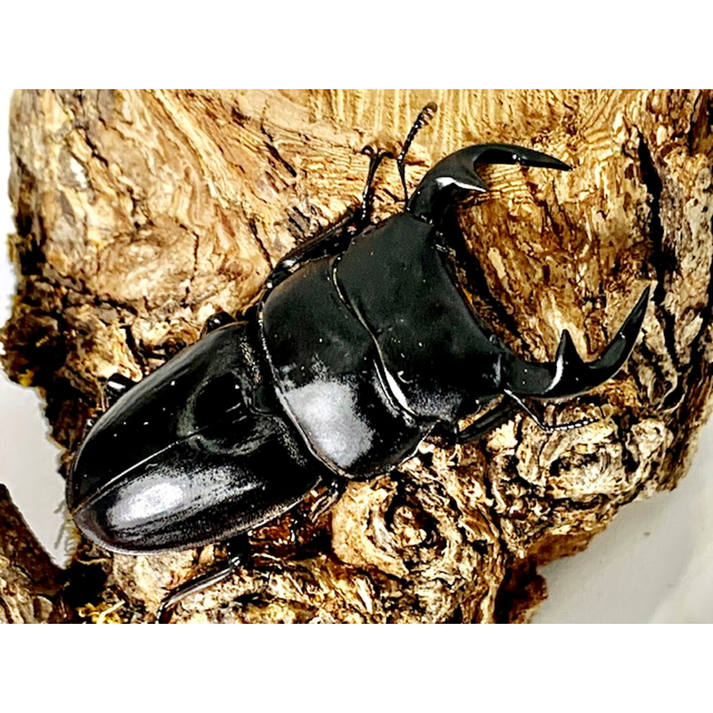 ��DDA�ۥ饪�������ǥ��� �������塞�� ���� ��40������80mmUP �ڥ� �ץ쥼����դ� dda ���塞�� ����