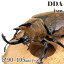 【DDA】ギアスsspゾウカブト 成虫 ♂90〜105mmUP ペア プレゼント付き dda ゾウカブト カブトムシ 生体