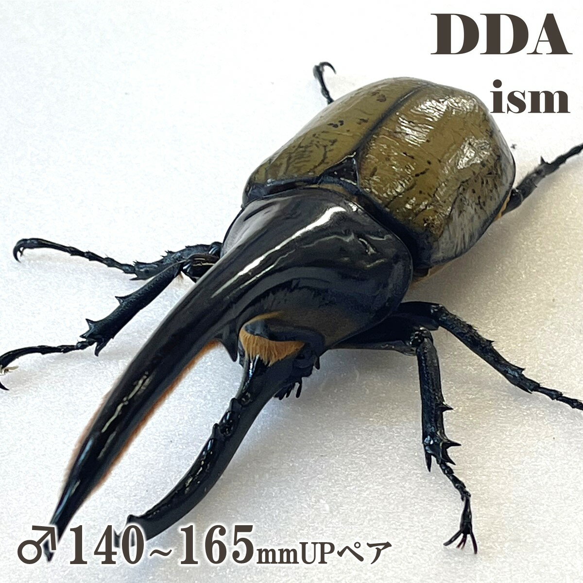 【DDA】大型血統 G-FOX ヘラクレスオオカブト 成虫 ♂140～165mmUP ペア プレゼント付き ヘラクレス・ヘ..
