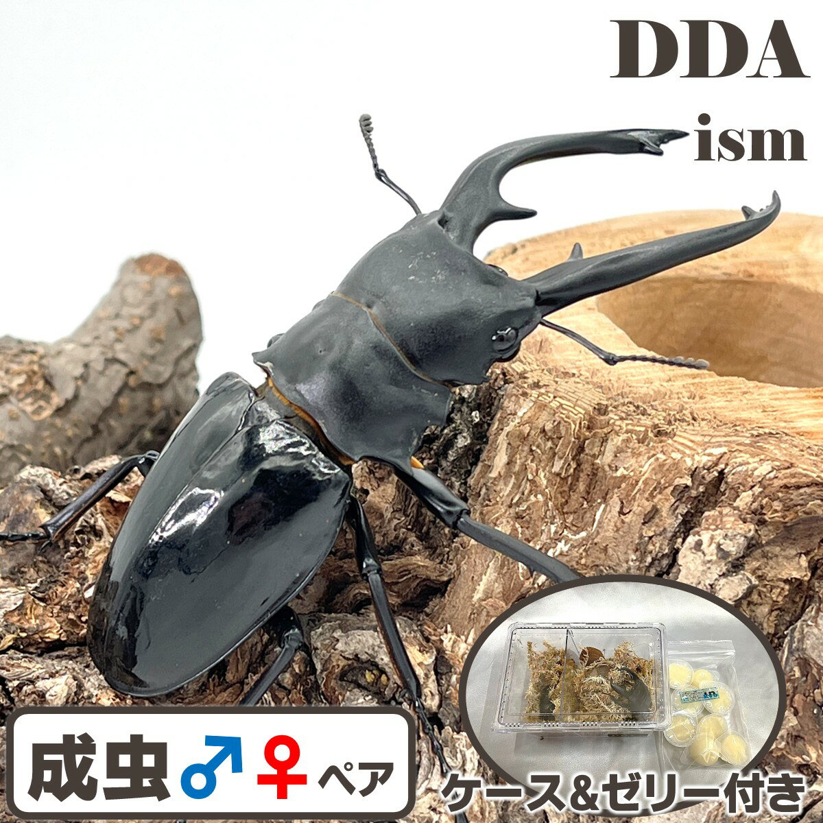 フィリピン便/天然個体【DDA】インターメディアツヤクワガタ 成虫 WD♂80～95mmUP ペア プレゼント付き ..