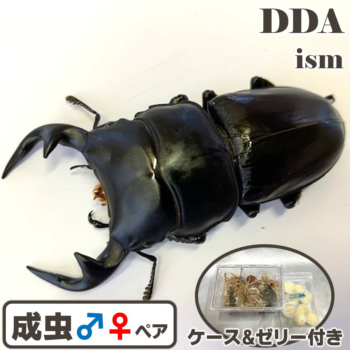 【DDA】インドグランディス成虫 ♂40〜特大85mm ペア (マニプール/ミゾラム) プレゼント付き dda クワガ..