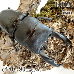 フィリピン便/天然個体【DDA】キングテイオウ 成虫 ペア WD♂80〜90mm プレゼント付き dda クワガタ 生体 ヒラタクワガタ