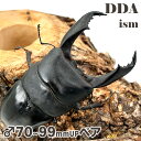 南カマリネス/ラゴノイ/ブルーダン【DDA】キングテイオウ 成虫 ペア ♂70〜99mmUP プレゼント付き dda クワガタ 生体 ヒラタクワガタ