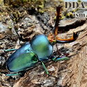 【DDA】パプアキンイロクワガタ 成虫 ♂MLサイズ ペア プレゼント付き dda クワガタ 生体