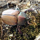 【DDA】マルガリータヒナカブト 成虫 ペア プレゼント付き dda ヒナカブト カブトムシ 生体