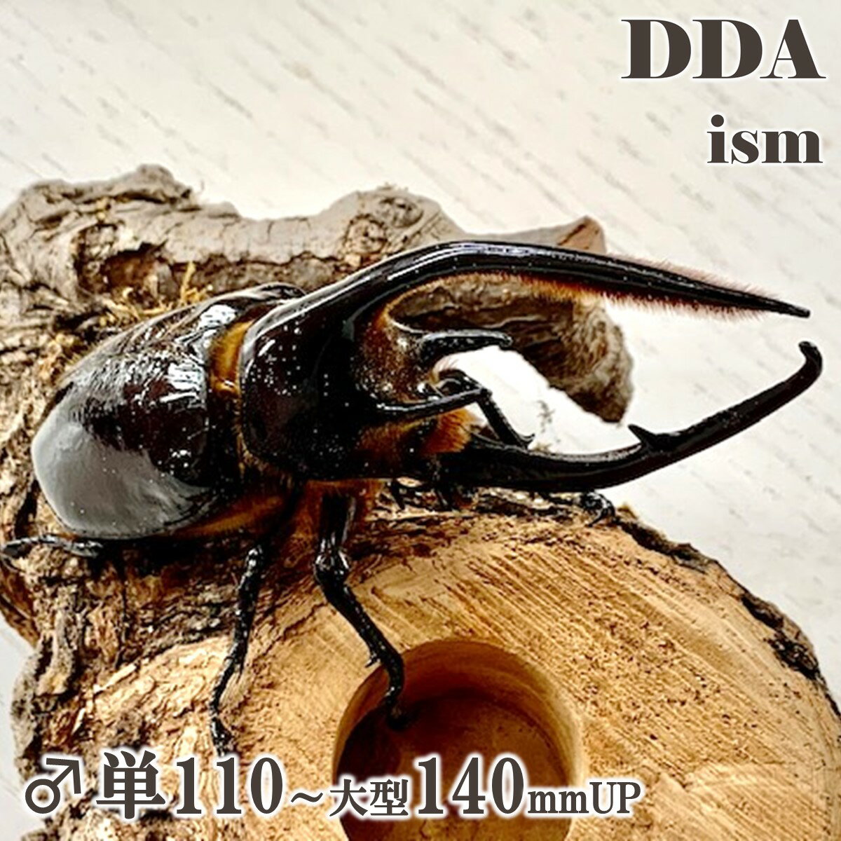 【DDA】ネプチューンオオカブト 成虫 ♂単110～大型140mmUP プレゼント付き dda カブトムシ 生体