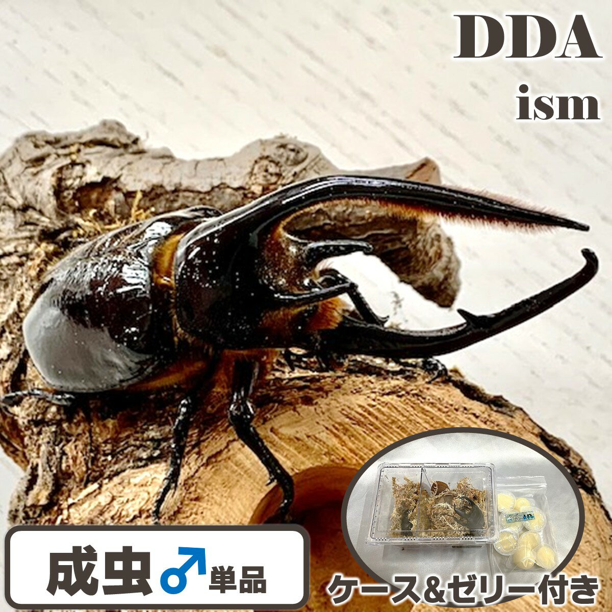 【DDA】ネプチューンオオカブト 成虫 ♂単品 110~大型140mmUP プレゼント付き dda カブトムシ 生体