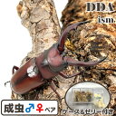 美麗種【DDA】オキノエラブノコギリ(沖永良部島産) 成虫 ペア ♂50〜60mmUP プレゼント付き dda クワガタ 生体