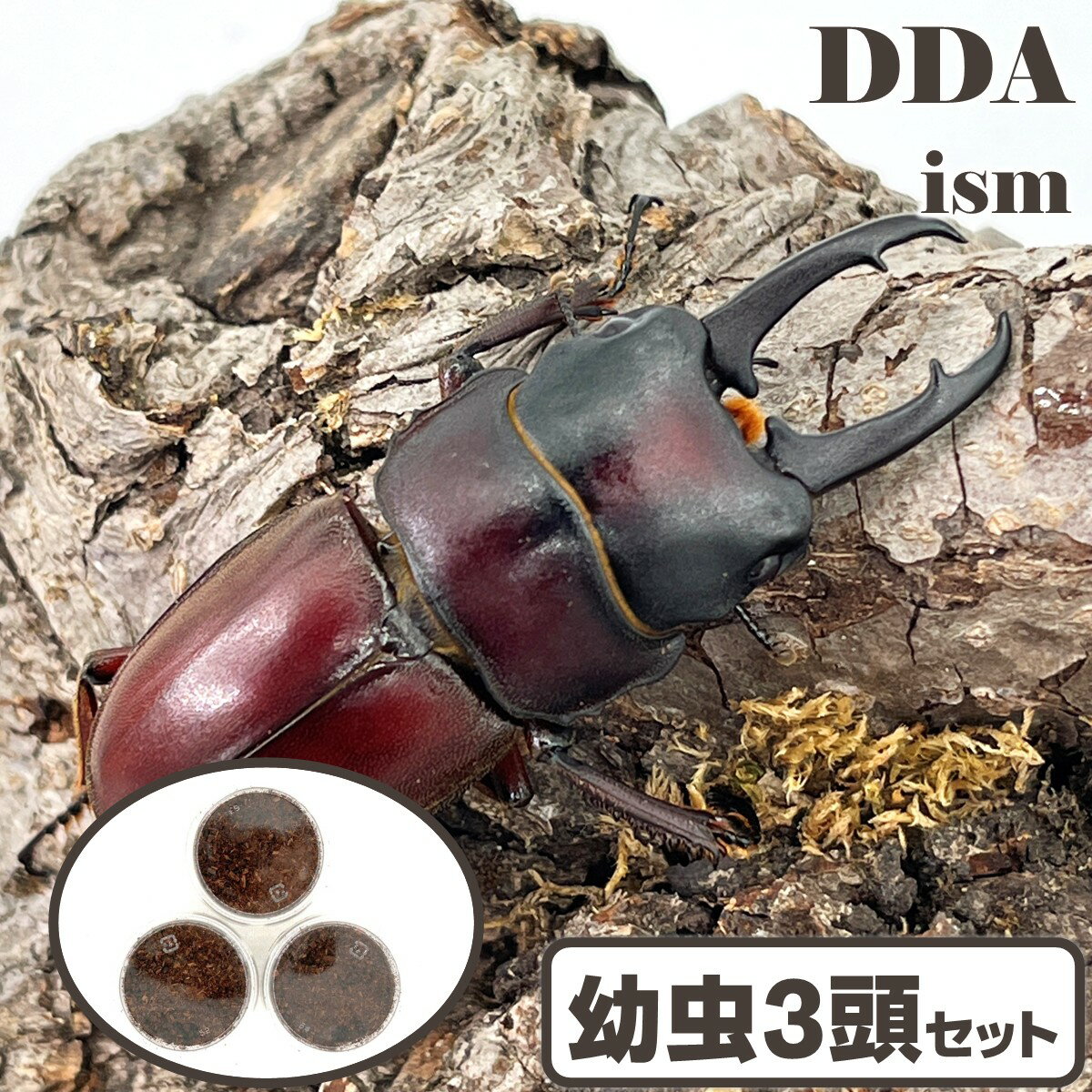 【DDA】ジュリエットノコギリ 幼虫 3頭セット dda クワガタ 生体