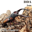 【DDA】ミラビリスノコギリ 成虫 ♂60〜70mmUP ペア プレゼント付き dda クワガタ 生体