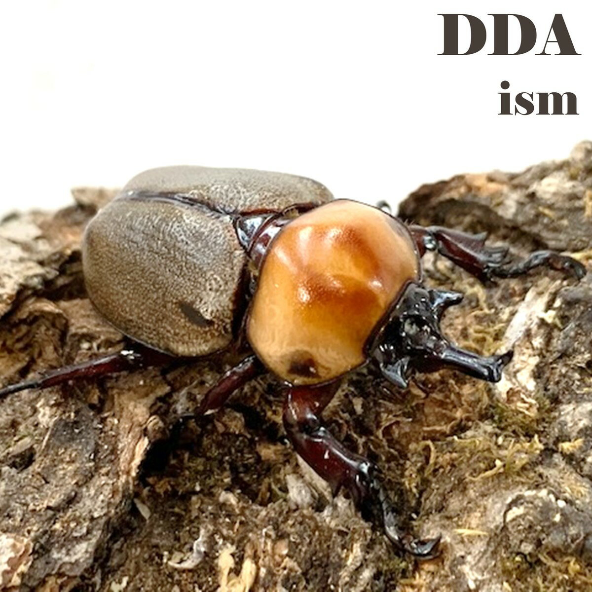 【DDA】ヨツボシヒナカブト 成虫 ペア プレゼント付き dda ヒナカブト カブトムシ 生体