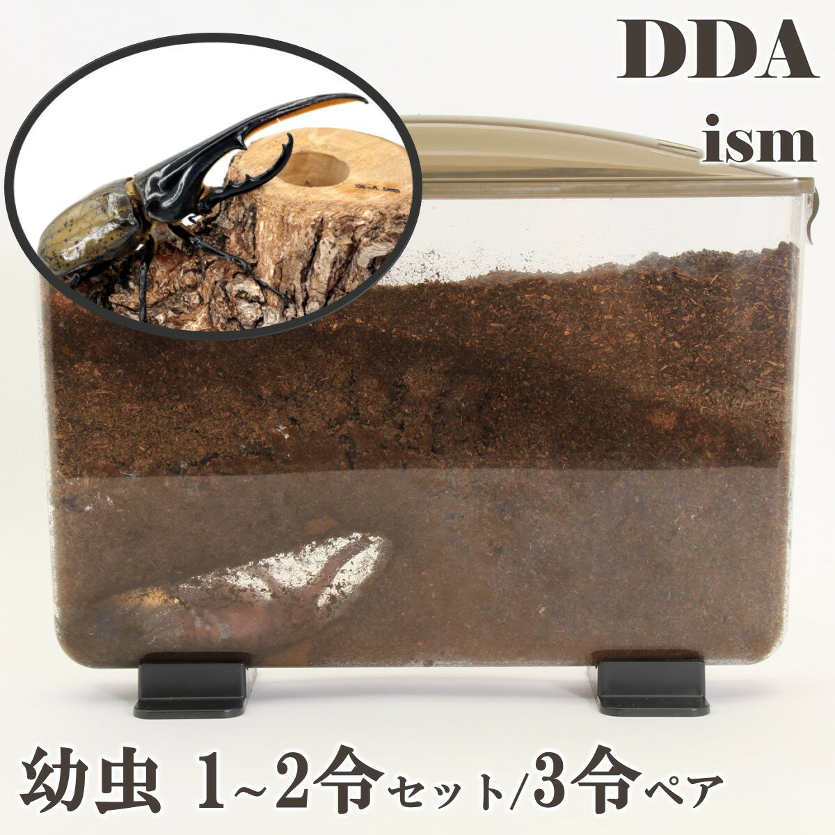 ギフト・プレゼントにも【DDA】ヘラクレスオオカブト 幼虫 1～2令セット/3令♂♀ペア dda カブトムシ 生体