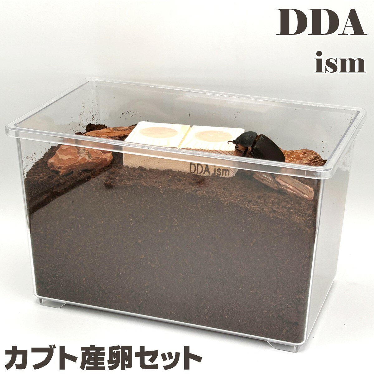 ＼5点フルセット／ 産卵マニュアル付き！【DDA】カブト産卵セット ケース 産卵マット ゼリー えさ皿 足場木 dda カブトムシ 昆虫 観察 鑑賞 産卵セット 自由研究