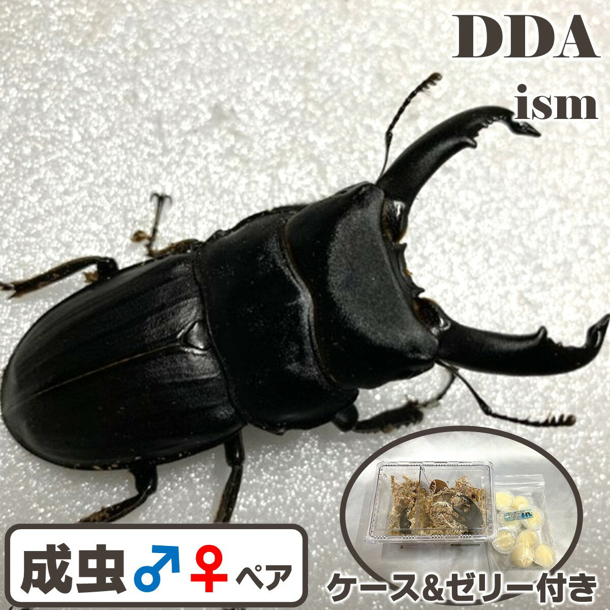 【DDA】スジブトヒラタ 成虫 ♂50〜特大65mmUP ペア プレゼント付き dda クワガタ 生体
