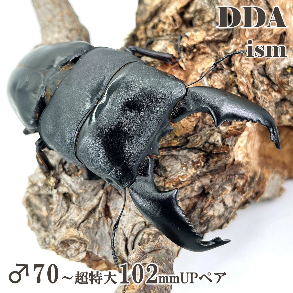 超人気種 入門編にして最高峰【DDA】大型血統 スマトラオオヒラタ 成虫 ペア ♂70〜超特大102mmUP プレゼント付き dda クワガタ 生体