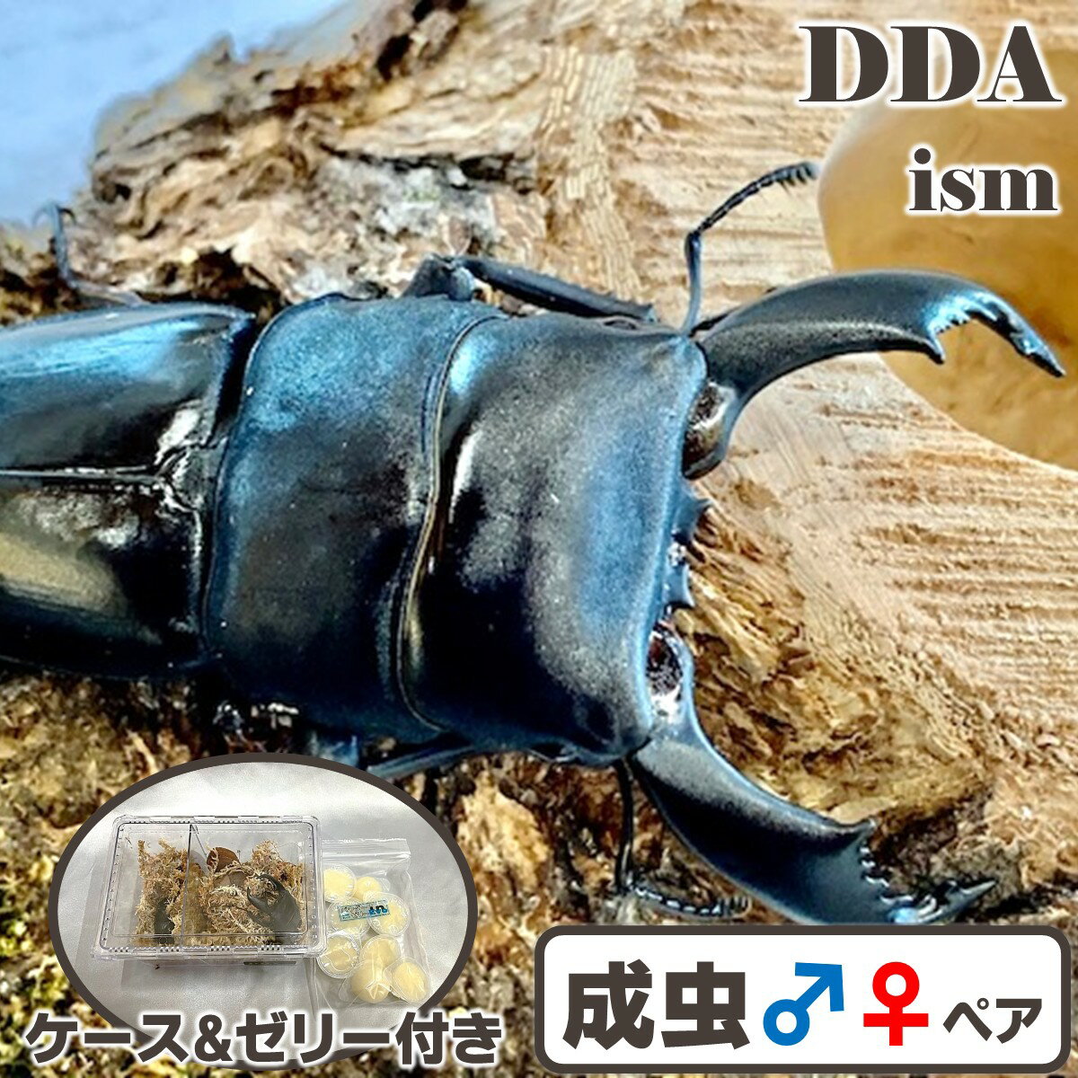 インドネシア便/天然個体【DDA】スマトラオオヒラタ/ベンクール 成虫 ♂70〜90mmUP ペア プレゼント付き..