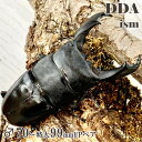 【DDA】大型血統 テイオウヒラタ(カタンドゥアネス) 成虫 ♂70〜特大99mmUP ペア プレゼント付き dda クワガタ 生体