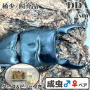 稀少/飼育品!【DDA】トラキクスヒラタ 成虫 ♂65〜85mmUP ペア プレゼント付き dda クワガタ 生体
