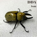 【DDA】ティティウスシロカブト 成虫 ペア プレゼント付き dda カブトムシ 生体