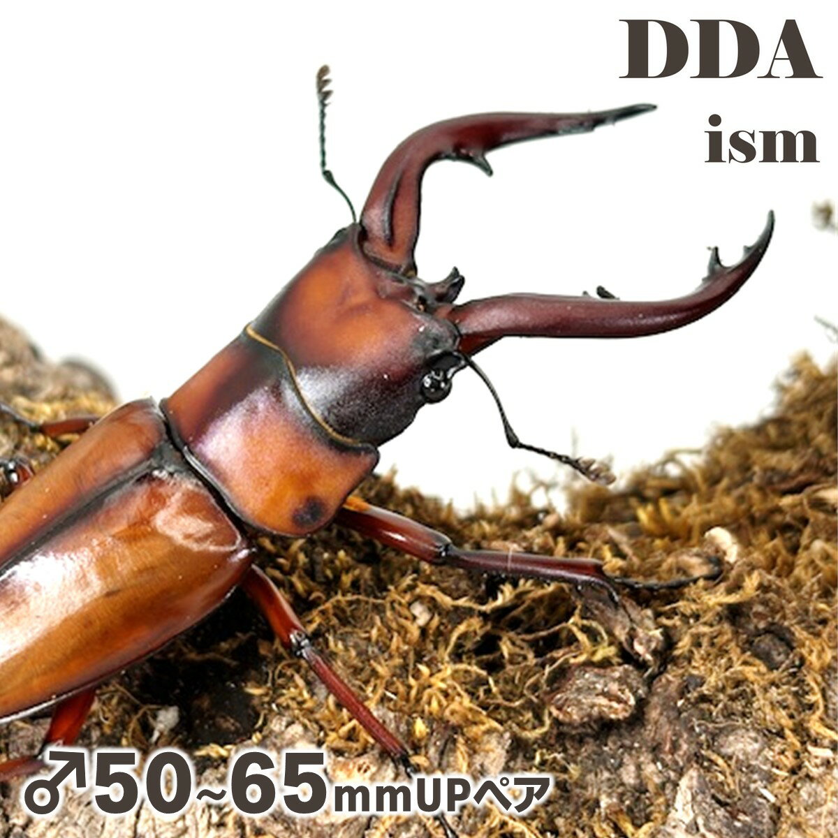 ミラビリスノコギリクワガタ ミラビリスノコギリ ミラビリス