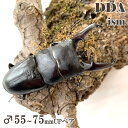 【DDA】ツシマヒラタ 成虫 ♂55〜75mmUP ペア プレゼント付き dda クワガタ 生体 ヒラタクワガタ