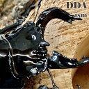 【DDA】白眼WW タランドゥスオオツヤ 成虫 ♂50〜85mmUP ペア プレゼント付き dda クワガタ 生体