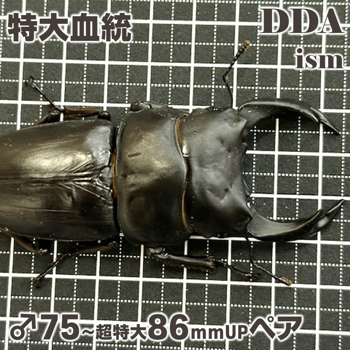楽天市場】能勢オオクワガタの通販