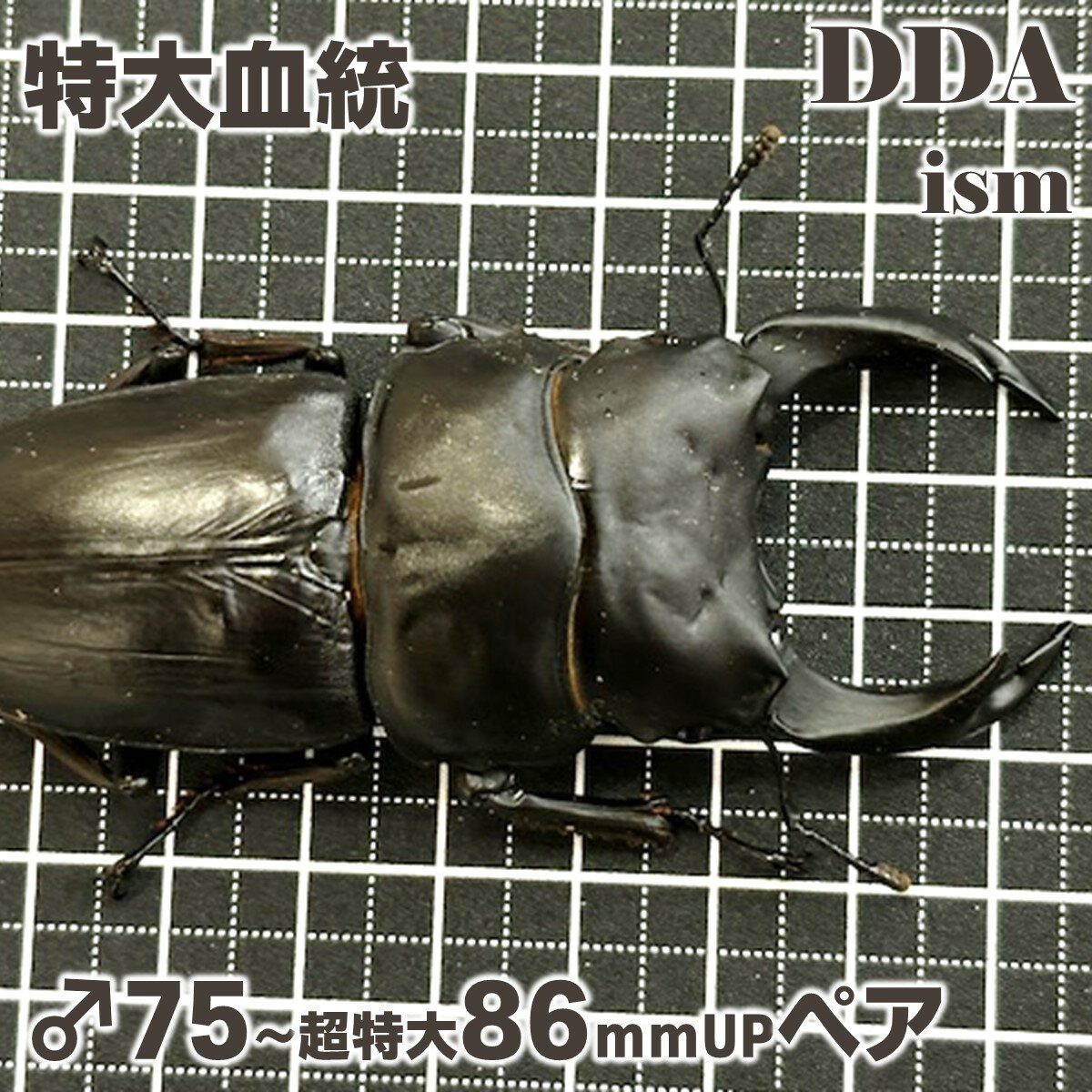 グラントシロカブト 新成虫 未使用 生体 ♂♀大型ペア ♂73.2mm ♀52.2mm 黒点の少ない血統 外国産カブトムシ 白いカブトムシ ペット 別名ホワイトヘラクレス 昆虫 (発送:60サイズ)