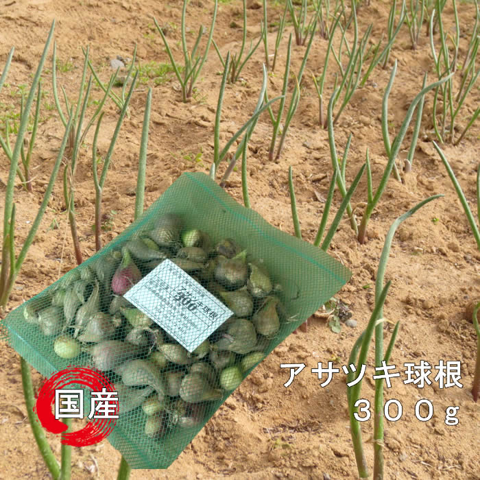 予めご予約ください 　　発送期間：8月25日〜完売となりしだい終了 入荷ごとに配送となる為、配達日指定のご希望に添えない場合がございます。 配達日指定は極力ご遠慮いただきますようにお願い申し上げます ■一部商品を除く総重量25kg以下同梱可能 「楽天シニア市場」 あさつき球根 種 野菜球根 山形 庄内地方 遊佐町 きもど キモド 家庭菜園 たねいも ひろこ ヒロコ分けつ旺盛なネギの一種で、栽培方法は比較的簡単です。畑はもちろん、プランター等でも手軽に作られます。球根は気象条件や生産者により球根の形や大きさは多少ことなるため、重量を基準にご用意しております。 300g以上ご注文の場合は荷造りの都合上、バラ詰めでまとめたお届けとなります。 球根の乾き具合にあわせた出荷となるため、形の指定や配達日指定はご遠慮ねがいます。 球根の大きさは年により異なる為、個数は作柄により変動いたします。個数はお選びいただけませんのでご了承ください。尚、球根は計量時の重量のため、お届け時には乾燥などにより、若干少なくなっている場合があります。 販売開始（8月25日以降）は地元でも球根の植え込みが本格的にはじまります。販売開始後は品薄となってまいりますので注文が重なり合うことによりご希望の数量が準備できない場合もございます。ご注文の後、在庫情報をお知らせし発送準備となります。尚、ご予約期間中であっても完売となりしだい終了とさせていただきます。種苗の為、ご理解の程よろしくお願いいたします。 種苗は到着と同時に開封し確認した上で、新鮮なうちに植え込みしてください。輸送途中の破損は、お買い上げ代金内の補償とさせていただきます。尚、種苗はお客様の都合による交換・返品はお受けできません。