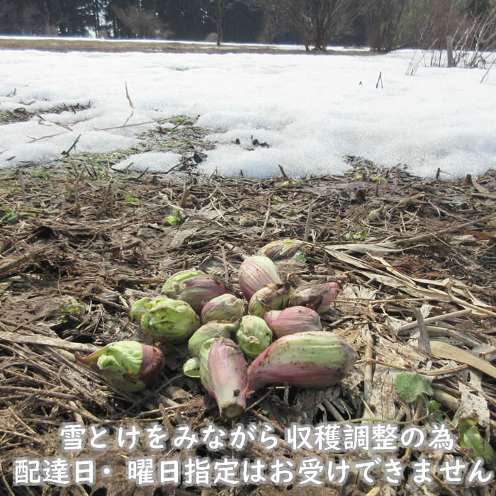 ふきのとう 100g/500g 山形県産 クール便