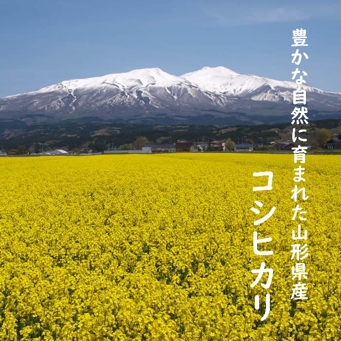 7年度山形県産 コシヒカリ23kg 玄米 一等米