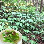 みず 山菜 1kg/2kg 山形県産 クール便