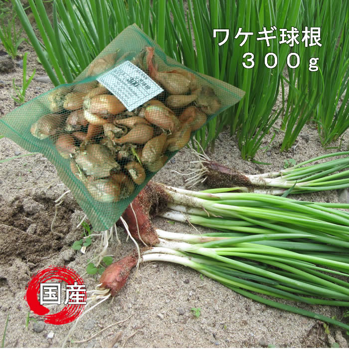 ワケギ球根 300g