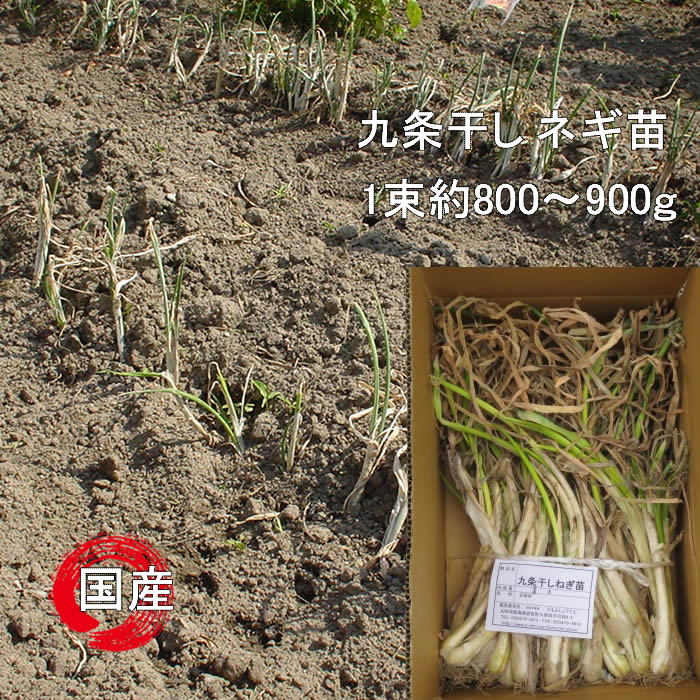 九条干しネギ苗1束：約800g〜900g