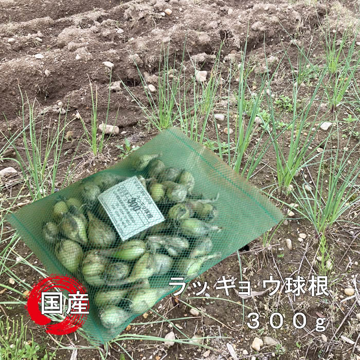 ラッキョウ球根300g