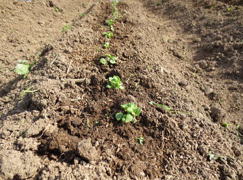 �ϡ��ֽռ������ �������ȥХ��� 0.4mL ���޵�