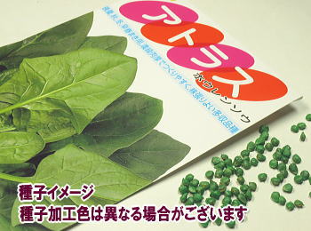 ほうれんそう秋蒔き種子 サカタ交配 アトラス 15mL小袋詰