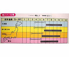 ひょうたん春蒔き種子 兵丹 8粒 小袋詰 2